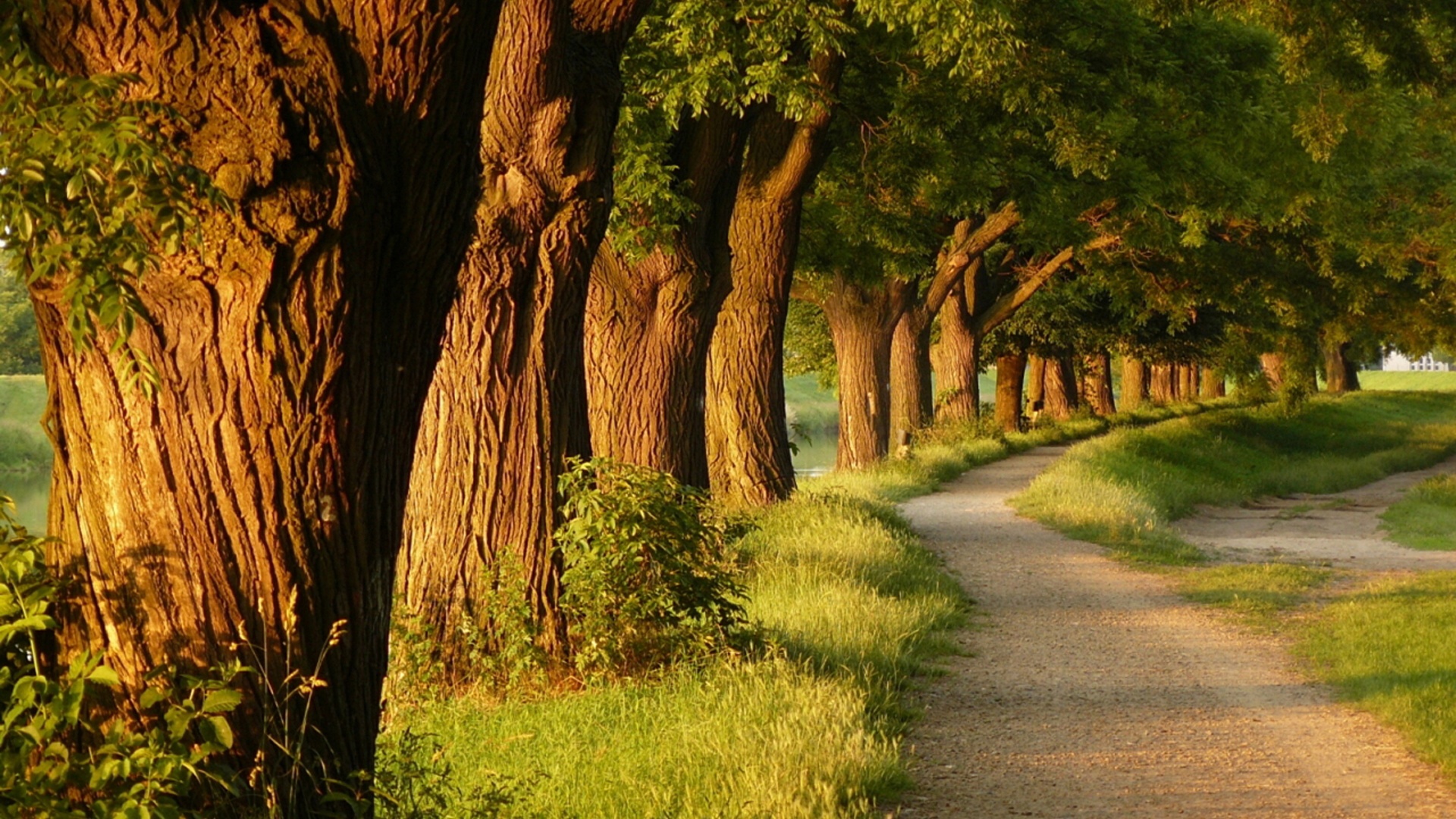 唯美林间小路超清电脑桌面图片,分辨率为1920x1080