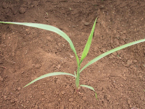 稗植株形态特征-幼苗(李香菊摄)