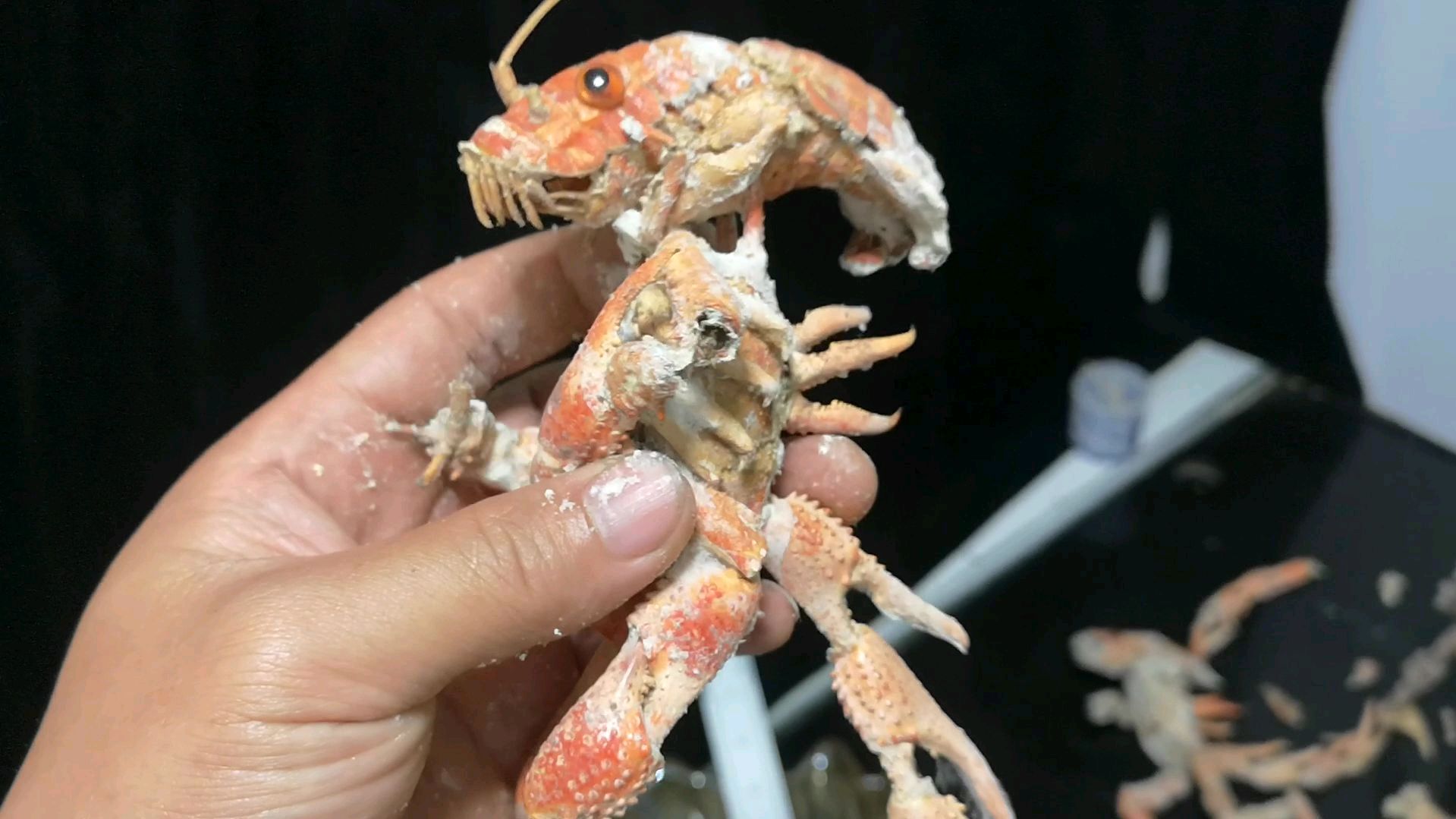 曾经上过央视的小龙虾,如今一碰成灰!求保存方法?