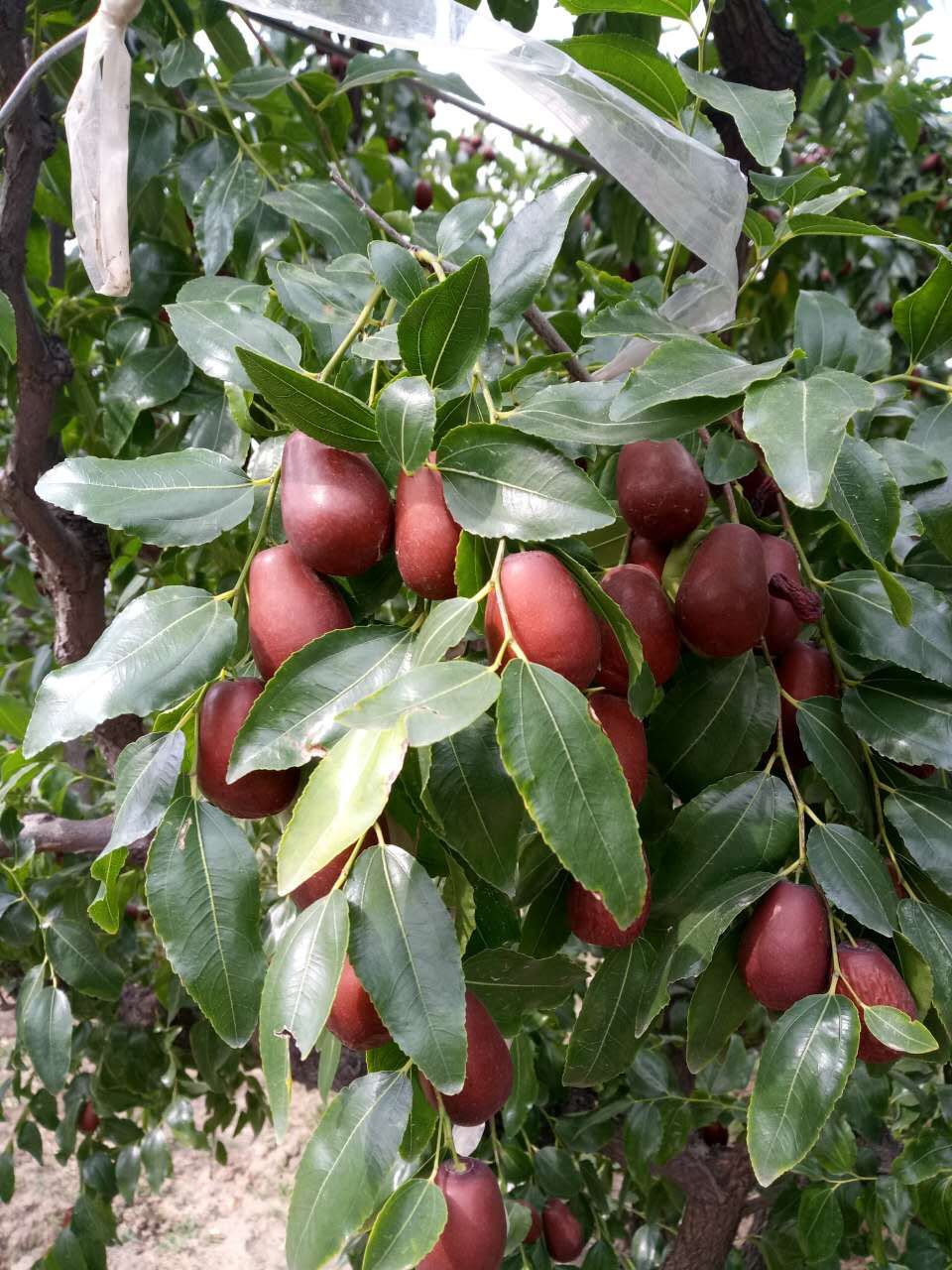 山西太谷壶瓶枣供您欣赏!枣红忙碌的季节