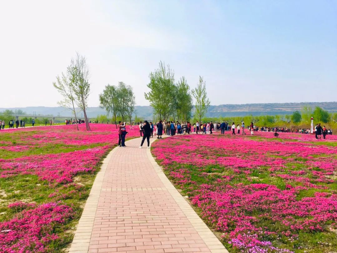 宝鸡又一粉色花海秘境曝光,景美人少还免费!