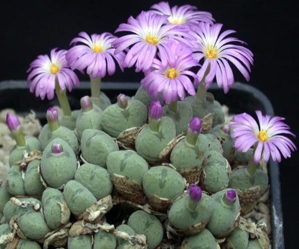 为什么有些"石头"上也能长出奇异的花朵?奇怪的石生花!