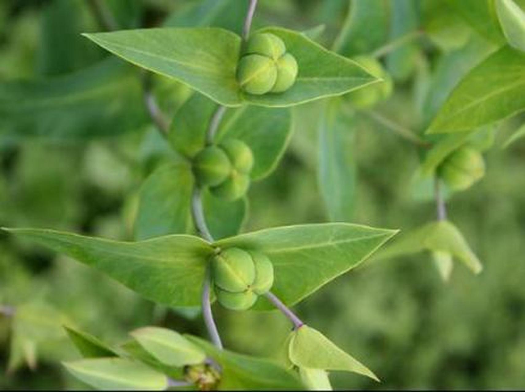 科普知识竞赛#千金子,中药名.为大戟科植物续随子的干燥成熟种子.