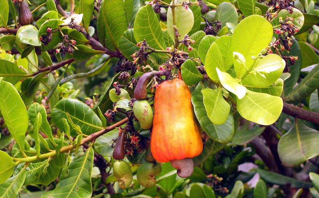 腰果- 热门商品专区