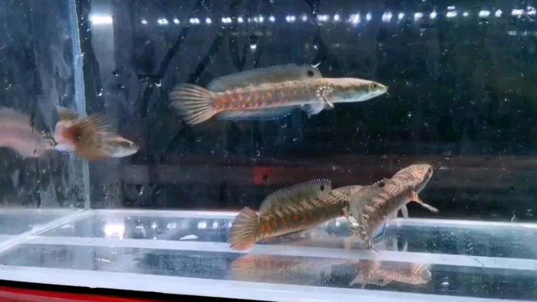 小幻红雷龙鱼 鉴赏