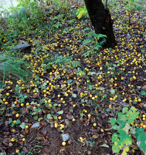 野山楂,又名浮萍果,大红子,红果子,南山楂,酸里红子等.