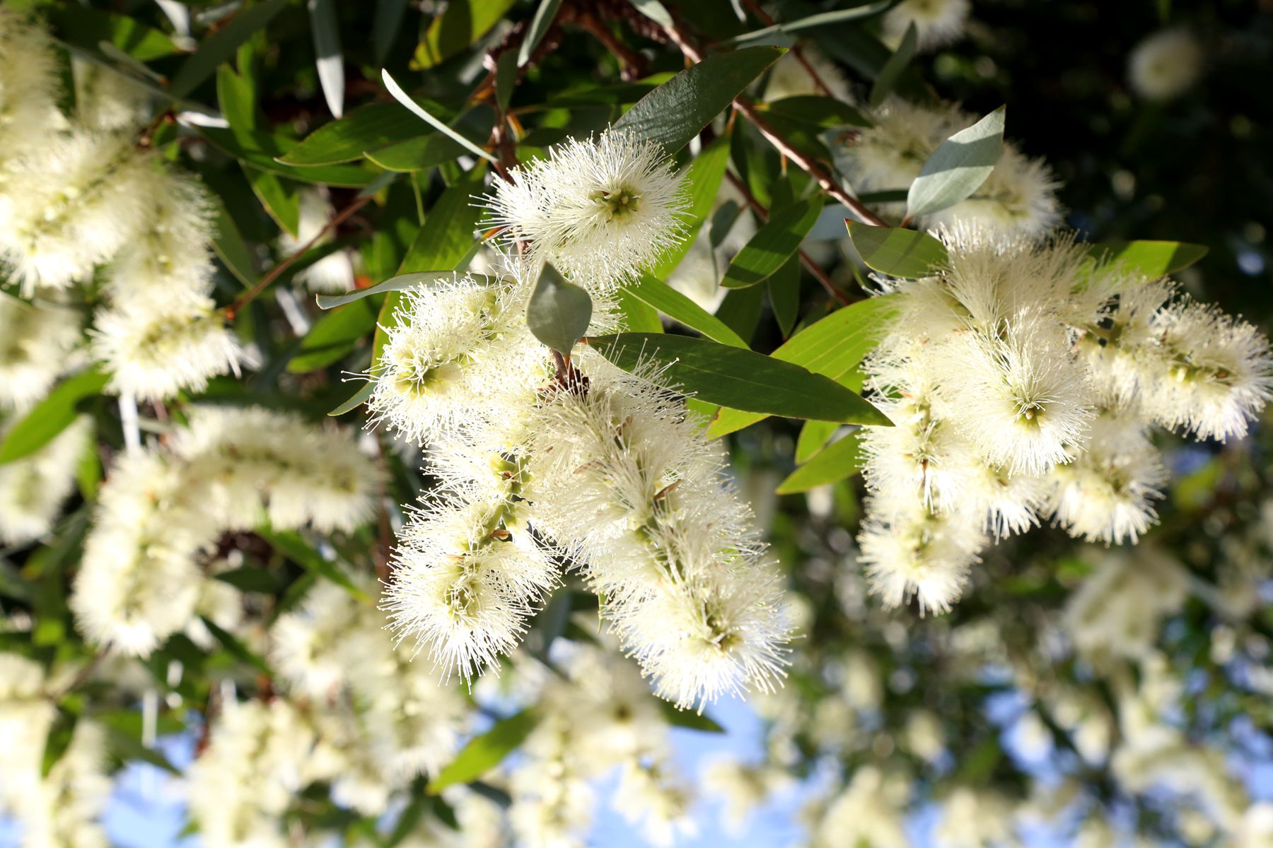 广州的玉树开花了,告诉你什么叫"玉树临风"