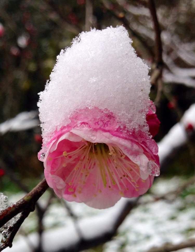 冬雪,梅花   古风诗词两首   原创:杨秀清