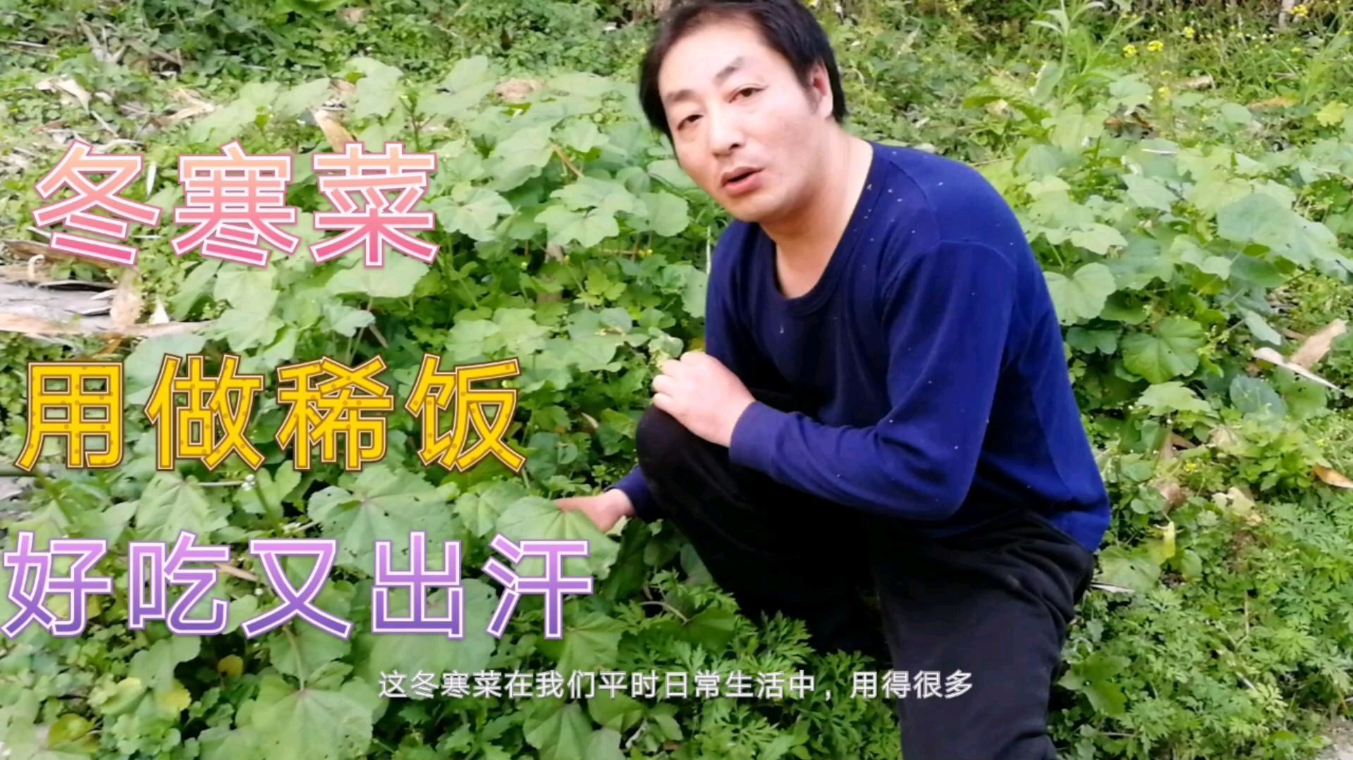 农村的冬寒菜,做稀饭好吃又出汗,这里家家户户都有!