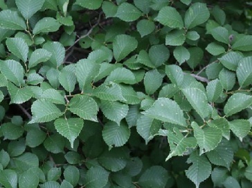 科普一下,了解芜荑酱的请举手