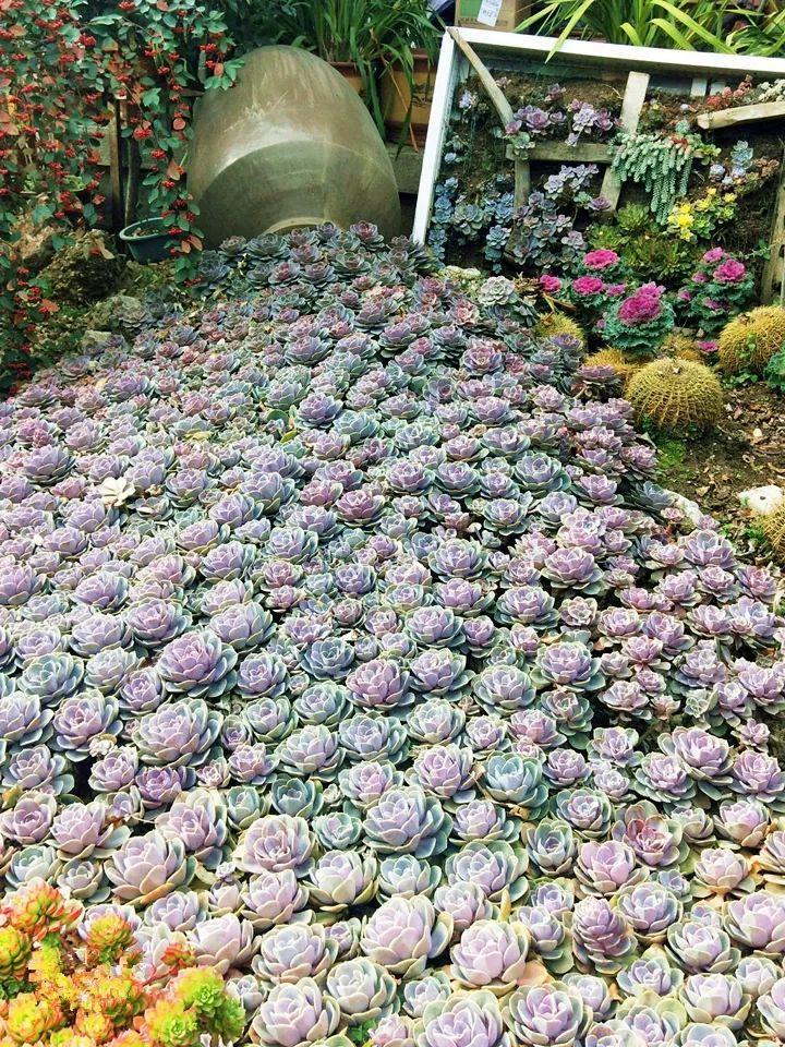 塞满多肉的院子,连屋顶,墙上都不放过,真壕!