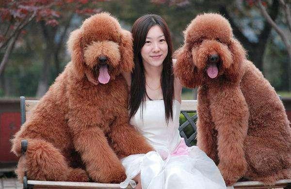 辟谣:巨型贵宾犬少人养,不只是因为城市禁养,还离不开这5点