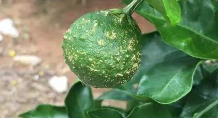 柑橘疮痂病怎么预防?这几个方面一定要注意!
