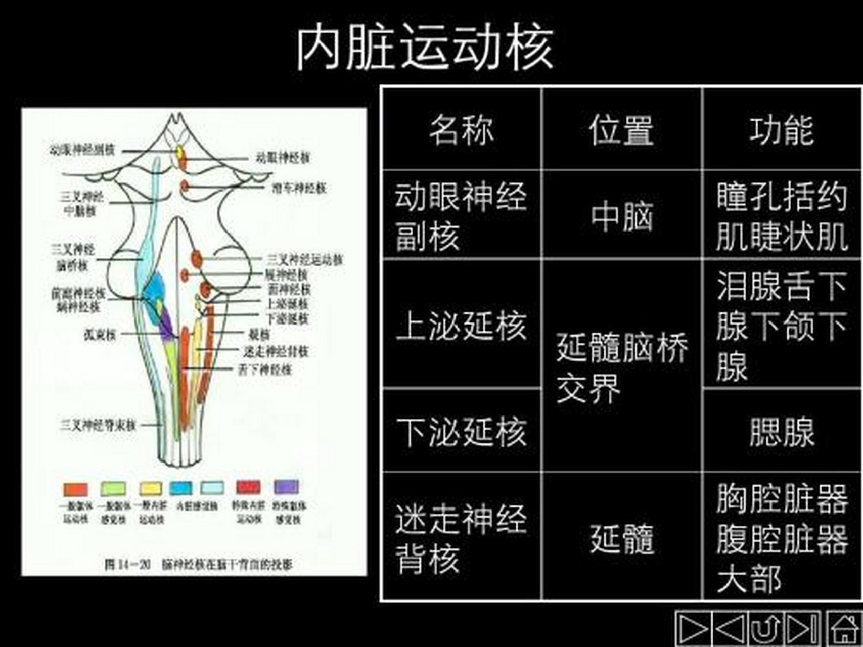 科普知识竞赛#脑干正常神经反射以及病理神经反射的存在与否,对判定