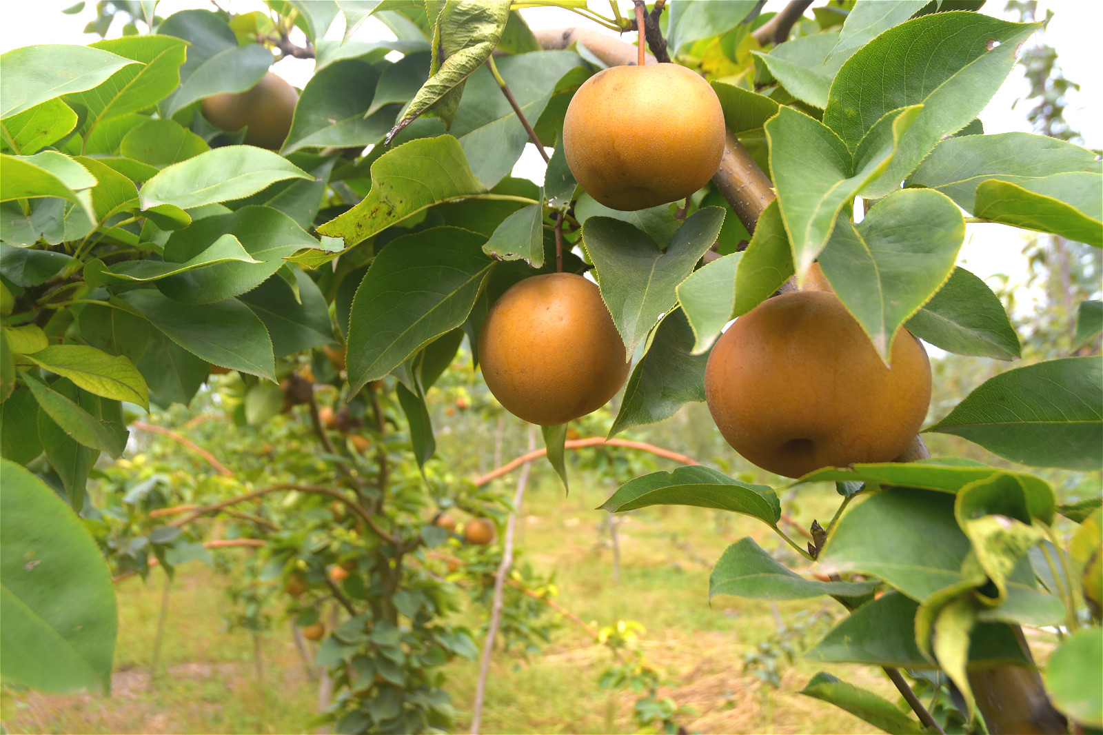 梨树- 热门商品专区