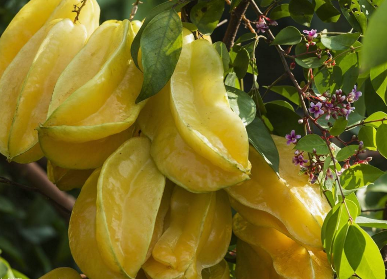 杨桃- 优质问答专区