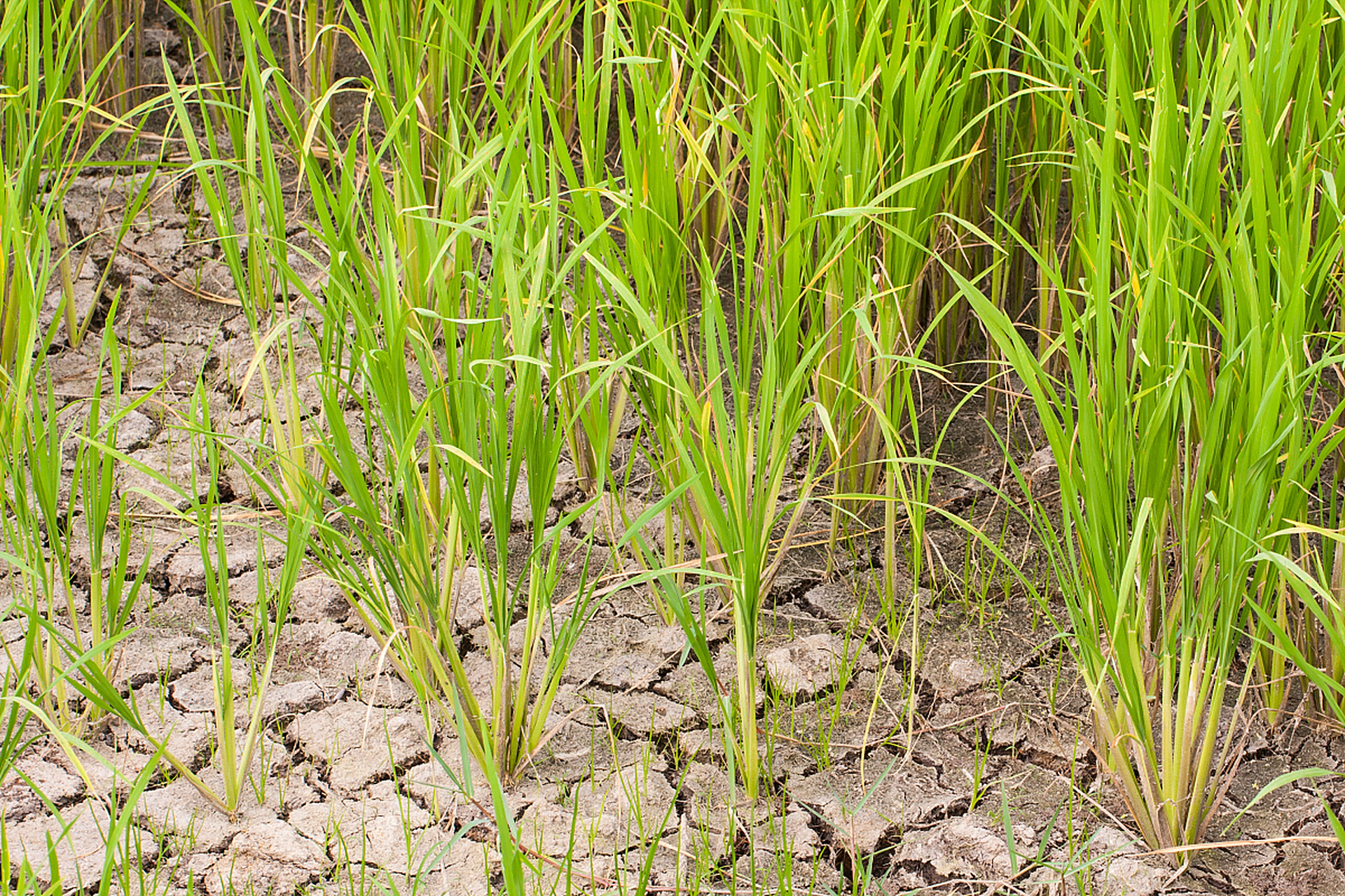 水稻恶苗病又称徒长病,中国各稻区均有发生.