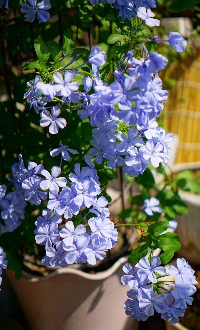 小窗台养这5种花,太阳一晒就开花,3个月爬满墙!