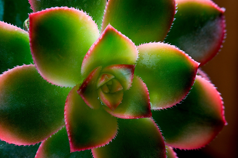 十大秋季最美的多肉植物