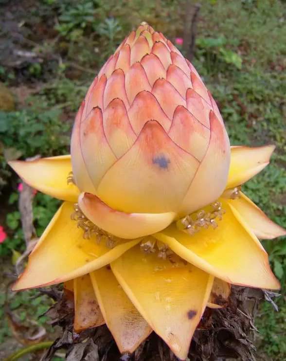 美丽的地涌金莲! 转载自百家号作者:遵纪守法sky668