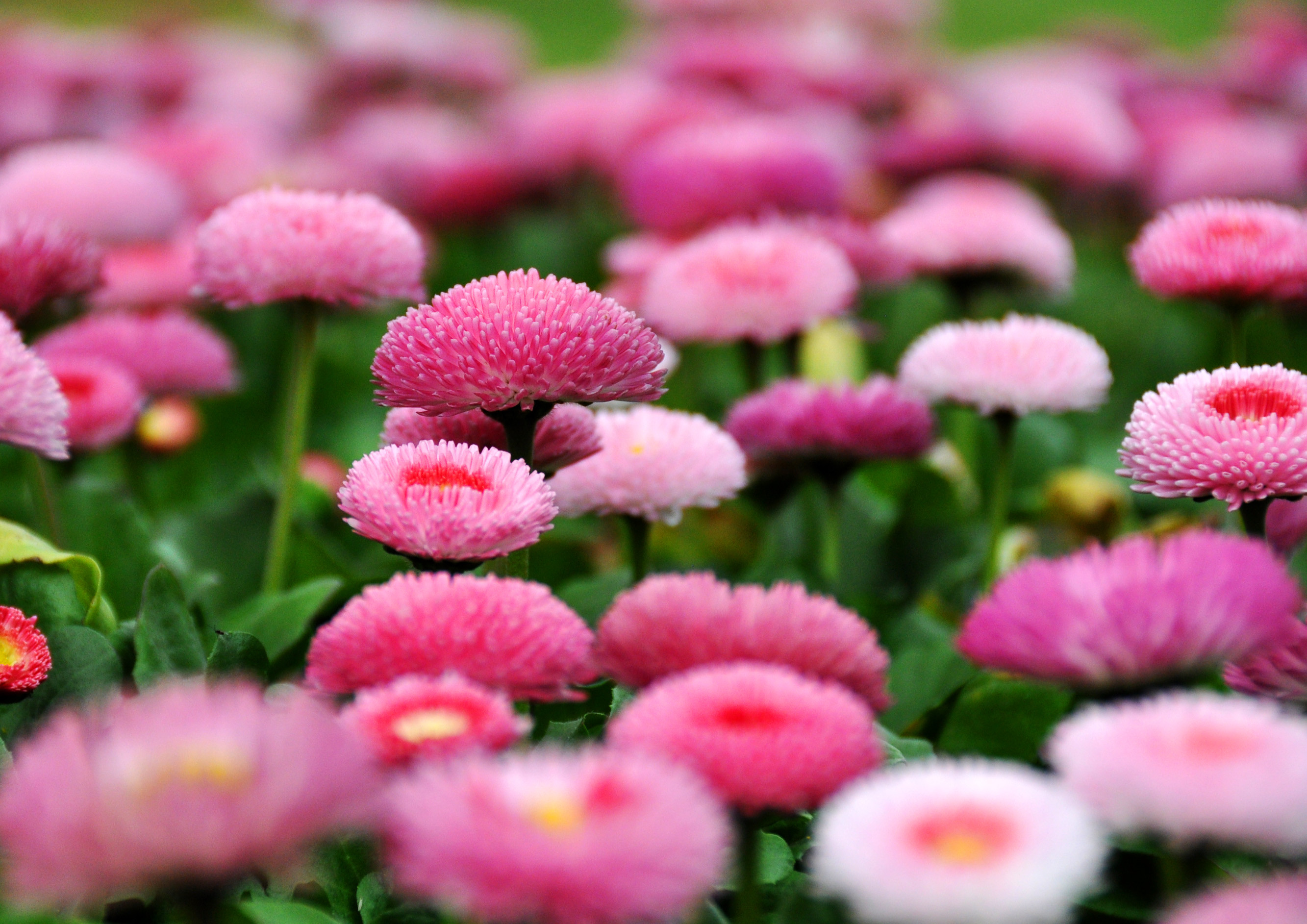 「探春」莫负四月好春光 烂漫樱花季 还有粉色摩天轮