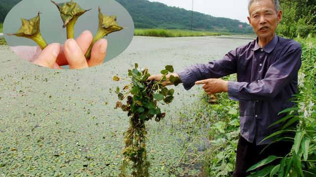 起苗时,两手抓握菱苗茎蔓,轮流逐段由下向上提,直至见到白根为止,起苗