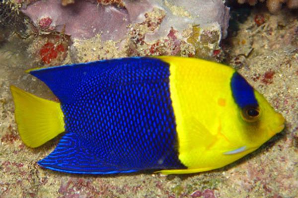 地球上10大最好养又漂亮的热带鱼,彩虹鲨榜首,阿里鱼第八