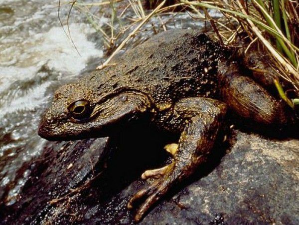 非洲巨蛙:非洲巨蛙分布于喀麦隆西南部,体长可达33厘米,体重可达3公斤