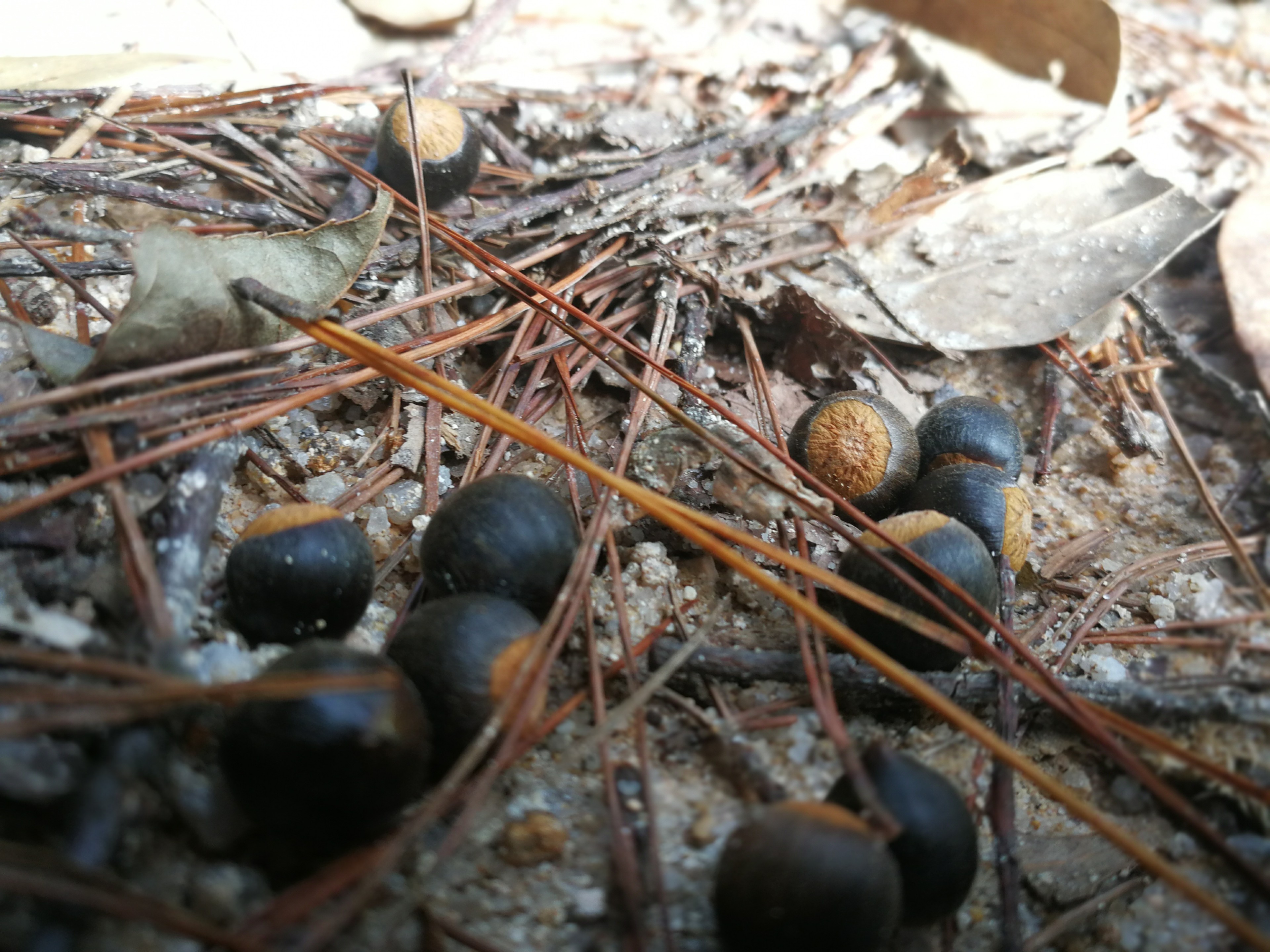 闽西客家乡亲们称为"莲子"的野果,绝对能留得住乡愁