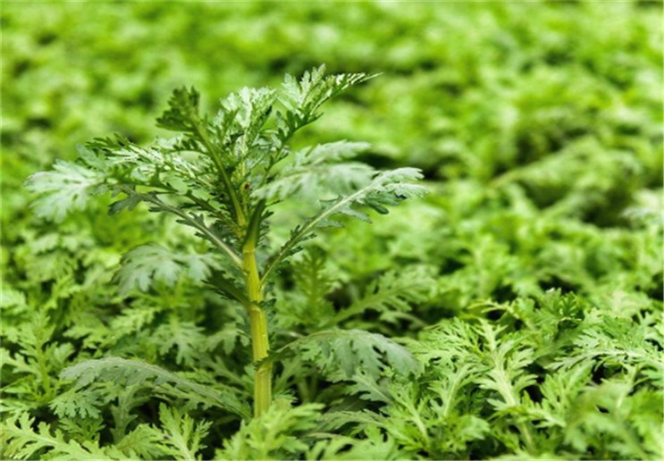 怎样预防茼蒿的疾病?如何才能治疗病虫害