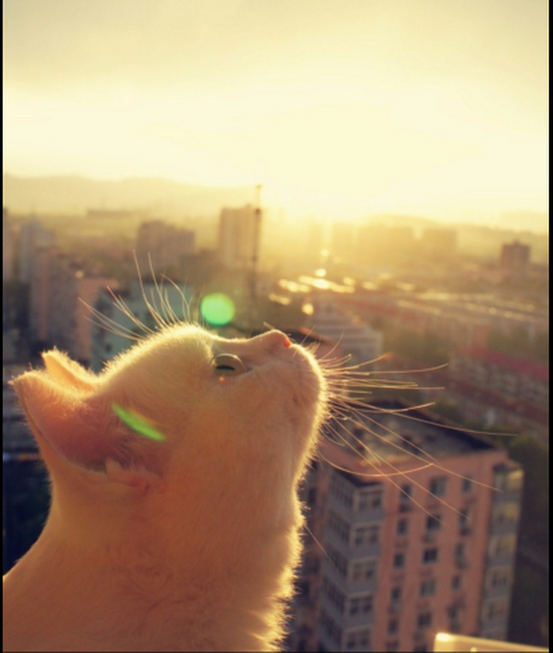 笑不笑由你:悲伤时,45°角抬头望天,啊哦~没估量好角度,抬成90°喵.