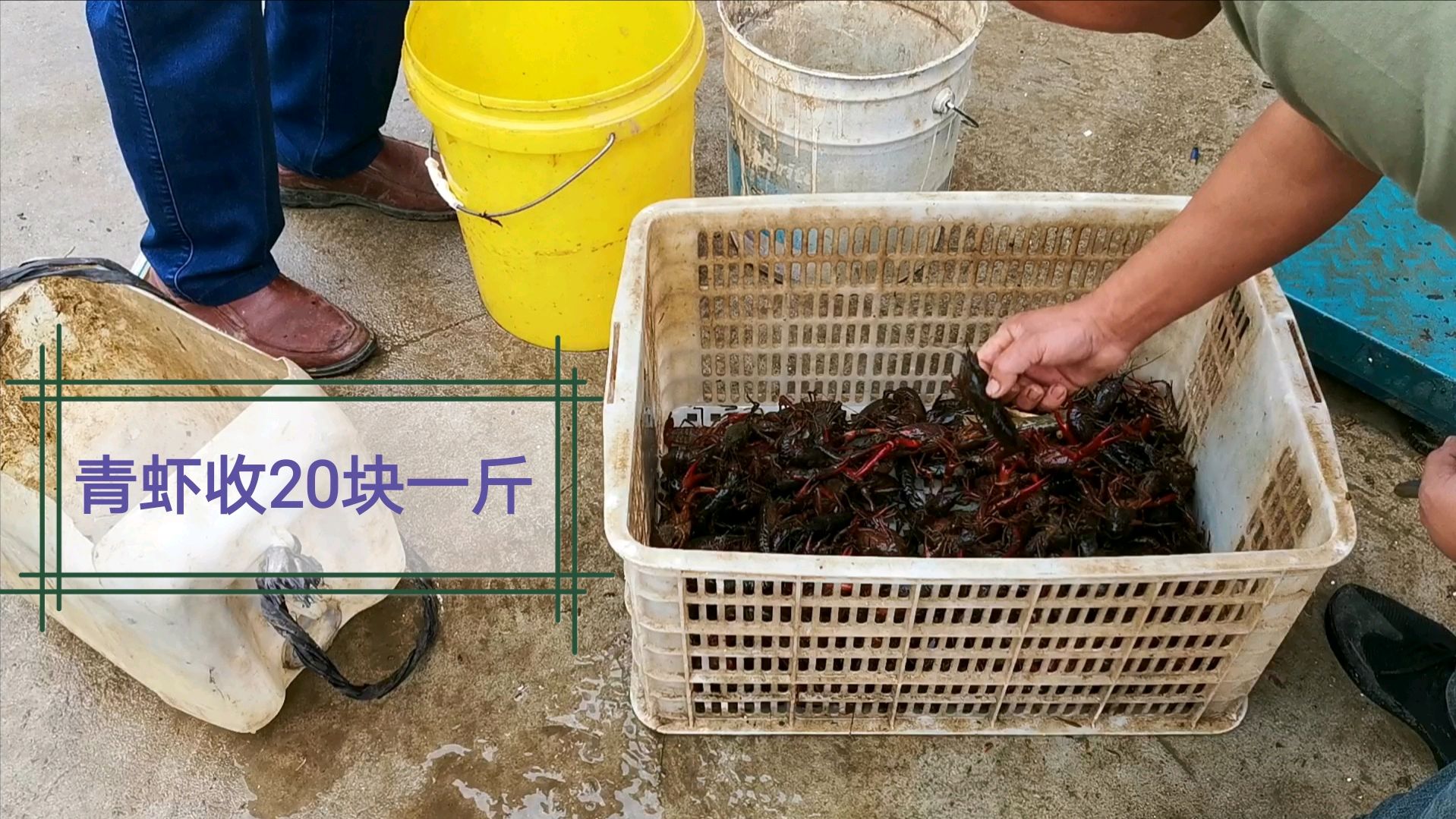 小龙虾20块一斤,40个地笼搞了八两青虾,四斤苗子