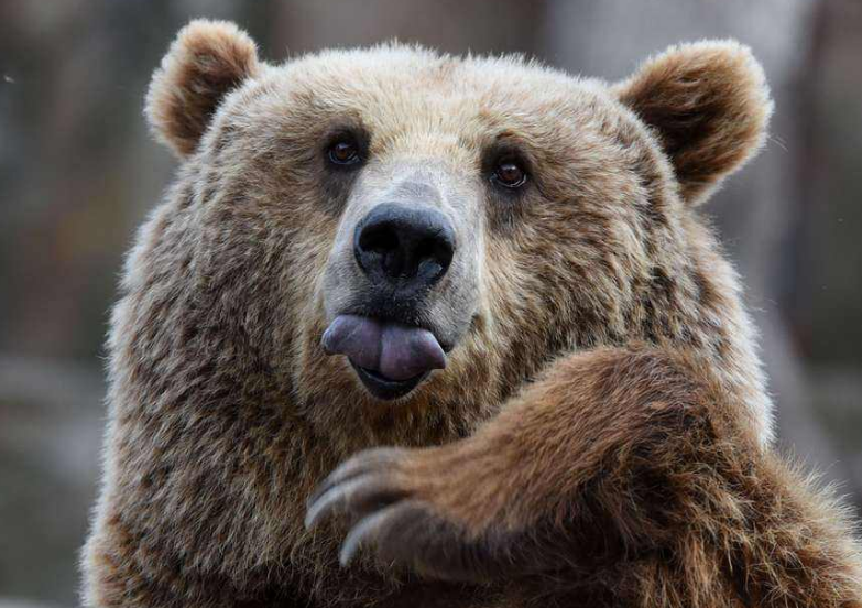 小哥户外自拍,身后却来只棕熊凑热闹,熊:我站后面显脸小