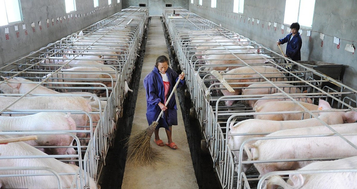 广东能繁母猪降幅显著,主要受黑恶势力,非瘟,环保等影响
