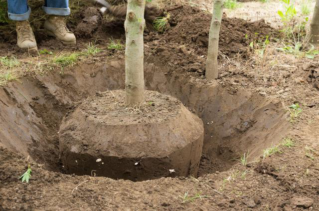 苗木栽植后再打好支撑,以后要立即对苗木进行交织定根水浇水时一定要