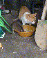 猫咪在吃饭,一只老鼠竟凑过去一起吃,猫咪的反应亮了:要猫何用
