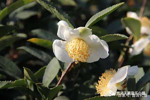 什么?茶树开的花居然不叫茶花? 什么?茶树开的花居然不叫茶花?