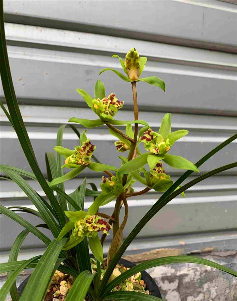 蕙兰绿牡丹,经典牡丹品种,多鼻多舌