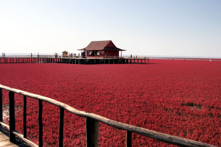 遼寧文化旅遊:紅海灘:天地間舞動的紅色精靈