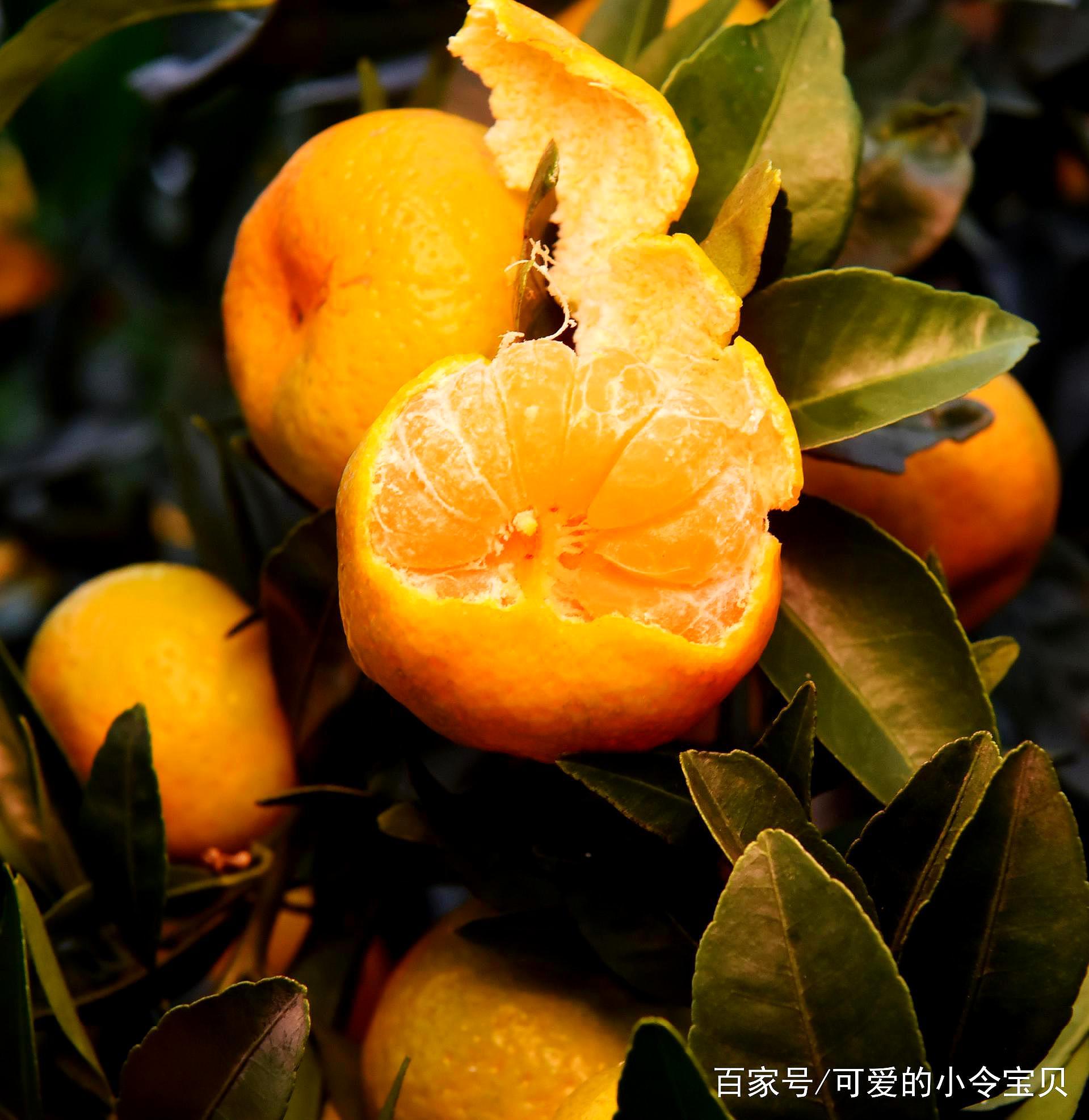 柑橘种 - 优质问答专区