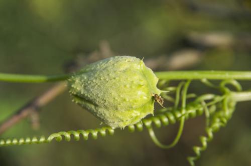 一道非常好吃的奎瓜肉丝,深得大家的喜欢
