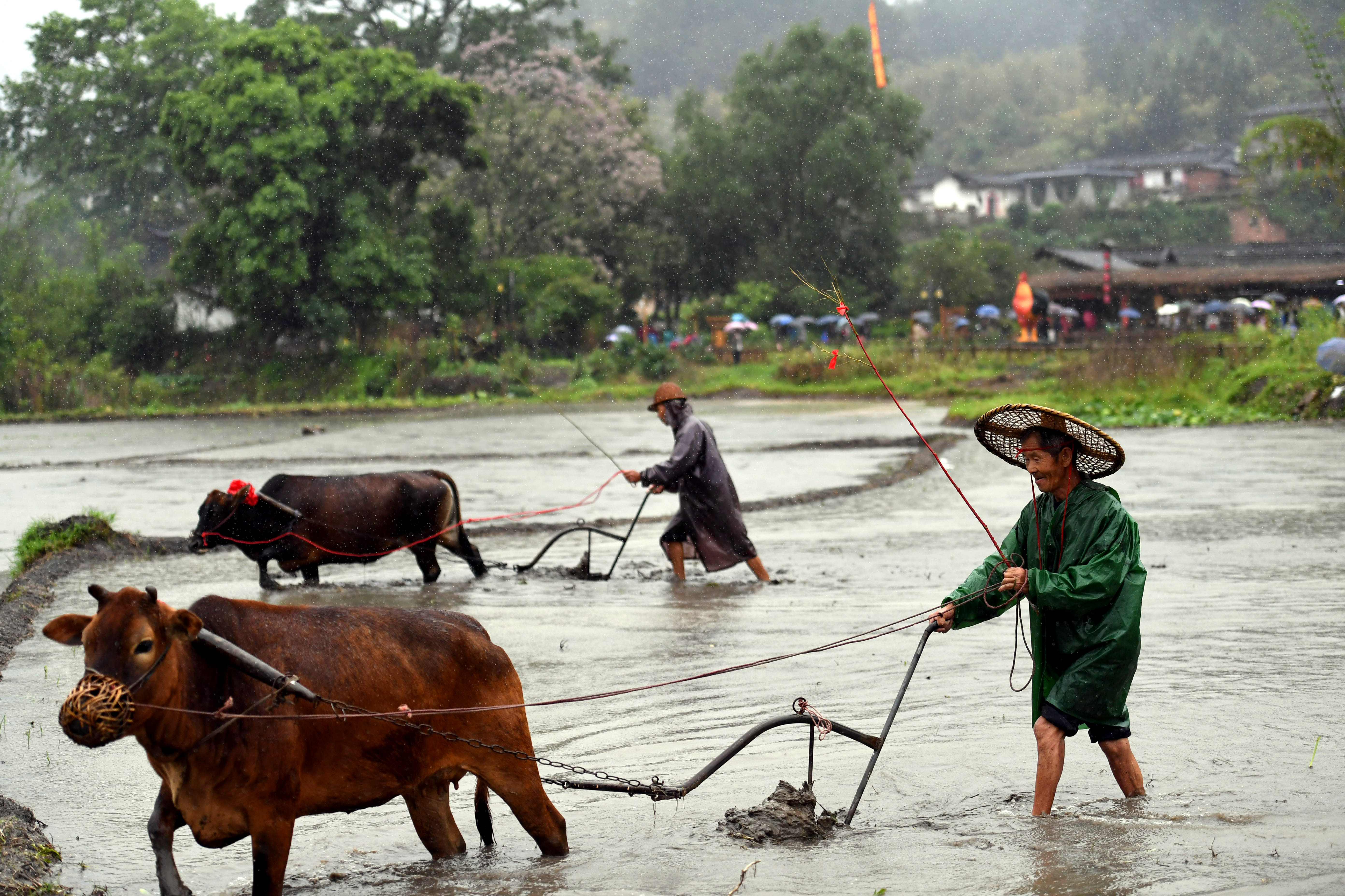 闽西连城:客家春耕节传承农耕文化