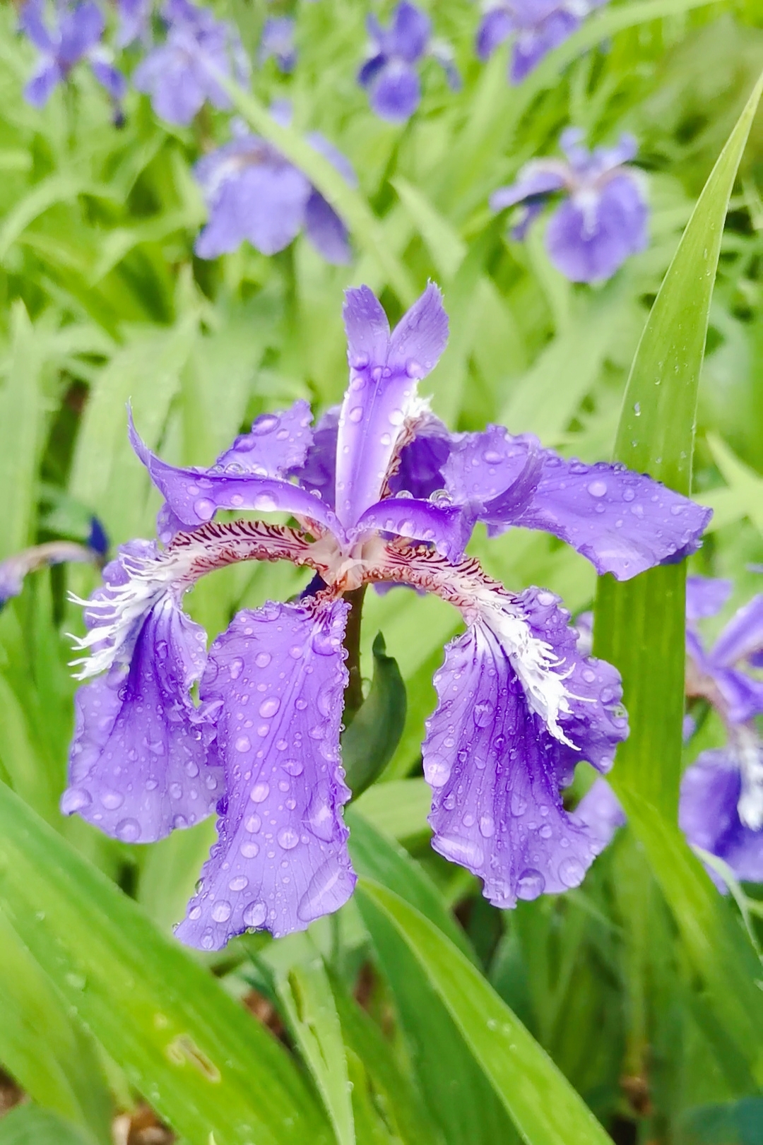 碧冬茄花期图片