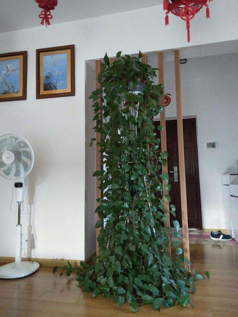 绿萝喂口"大补肥",嗖嗖爬满墙,家里气质蹭蹭长