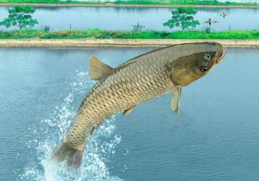 肉质结实的脆肉鲩鱼,怎么煮都煮不烂,涮火锅最合适