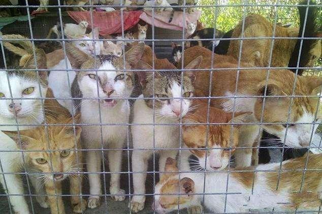 越南猫肉市场惨无人道,称:活剥猫皮和慢慢淹死可提升口感