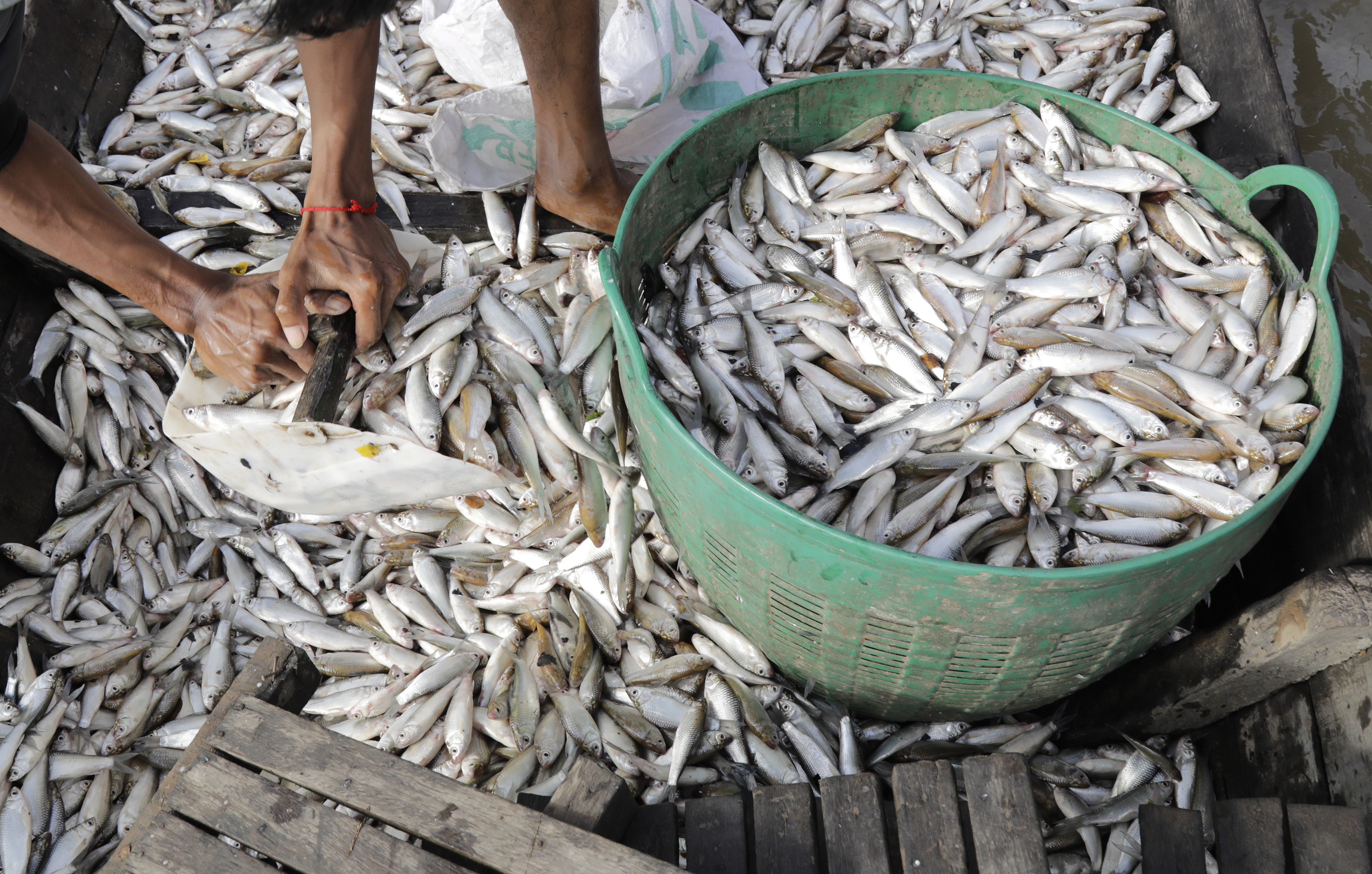 缅甸进入淡水捕鱼季