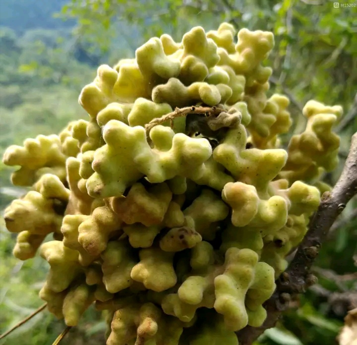 这种树能长盐果又能长疙瘩,如今这种树的疙瘩卖100元一公斤