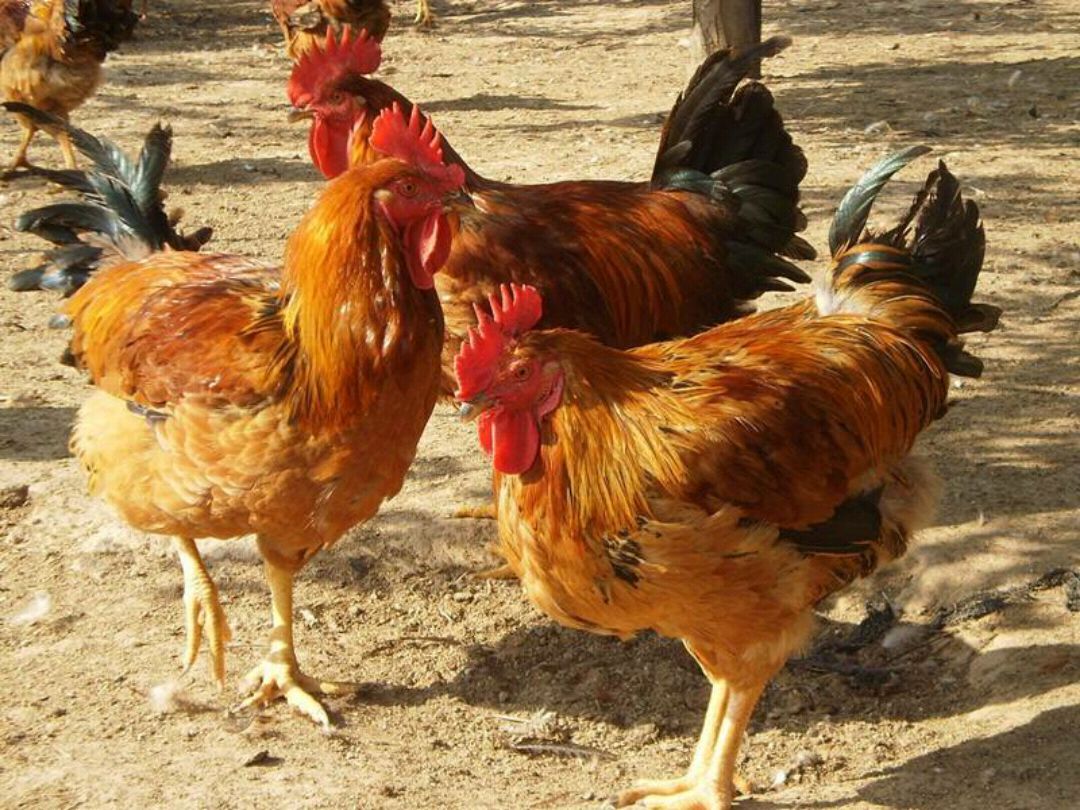 16在这里说了几种买卖正宗土鸡的放法,你会选了吗?