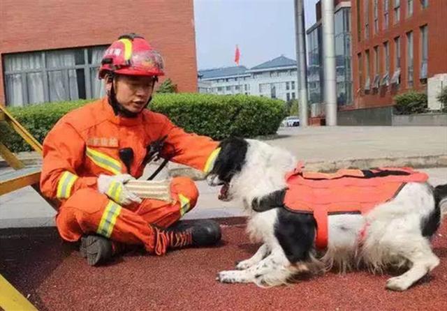 汶川功勋犬图片